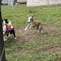 Whippet Puppies from Wise Heart Whippets