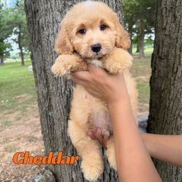 Cheddar - Red male Bernedoodle puppy in Springfield, Missouri from PoodlelyDoodlely