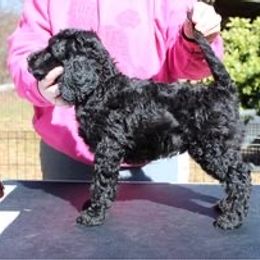 Boy 2 - Poodle puppy in Howard County, Maryland from Sarsel Poodles