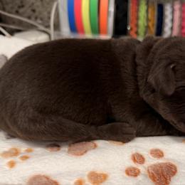 Orange collar male - Chocolate male Labrador Retriever puppy in Gainesville, Georgia from Rucker Retrievers