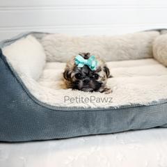 Charlotte - Brown female Mal-Shi puppy in Tampa, Florida from Petite Pawz