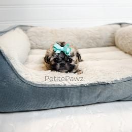 Charlotte - Brown female Mal-Shi puppy in Tampa, Florida from Petite Pawz