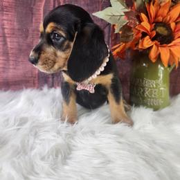 Birdie - Black and tan female Beagle puppy in Pottersville, Missouri from Lovan's Spring Creek Kennel