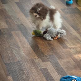 Giovanni - Chocolate and tan male Pomeranian puppy in Crivitz, Wisconsin from Royal Palace Pomeranians