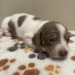 Female 1 - Fawn (isabella) and cream female Dachshund puppy in El Campo, Texas from Creamer Creek Kennel