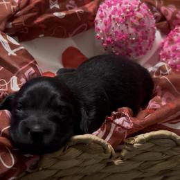 Nara - Black female Dachshund puppy in Sheridan, Arkansas from Farmhouse Dachshunds