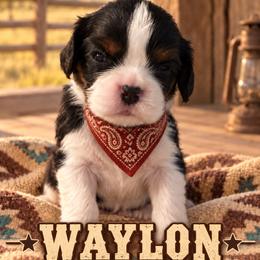 Waylon - Tri-color male Cavalier King Charles Spaniel puppy in Enid, Oklahoma from Laurel Crown Cavaliers