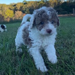 Reece - Merle male Assorted Doodle Crosses puppy in Stuart, Virginia from Lil Aussie Posse