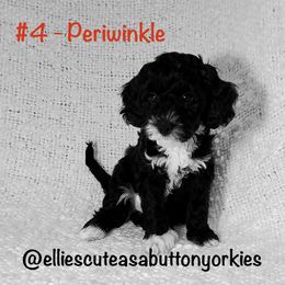 Periwinkle - Black and white female Bernedoodle puppy in New Holland, Pennsylvania from Ellie's Cute as a Button Yorkies