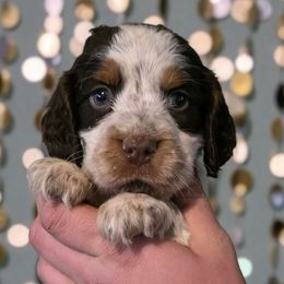 Piglet - Tri-Roan female English Springer Spaniel puppy in Florida from Thunderbird Springers