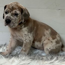 Ulla - Merle female Great Dane puppy in Beulah, Michigan from Northwood Euro Danes and Bassets