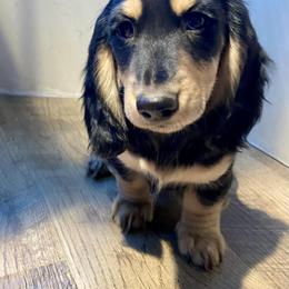 Dachshund Puppies from Down The Hill Potterdale