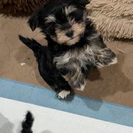 Morkie puppies from McCormack Morkies + Merle Doodles