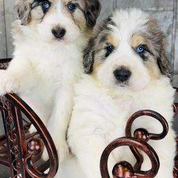 Bernedoodle and Pyredoodle Puppies from FDF Pyredoodles & Bernedoodles