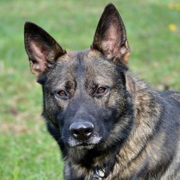 Juko - German Shepherd