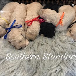 Poodle Puppies from Southern Standards Standard Poodles