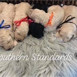 Poodle Puppies from Southern Standards Standard Poodles