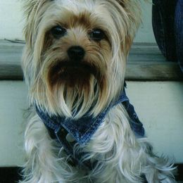 Pleasant Ridge Yorkshire Terriers & Maltese breeder of 