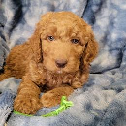 Tater, Green boy - Red  male Goldendoodle puppy in Blountsville, Alabama from Southern Charm Goldendoodles