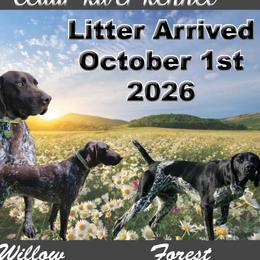 Boy 4 - Liver male German Shorthaired Pointer puppy in Chetek, Wisconsin from Susan's German Shorthaired Pointers