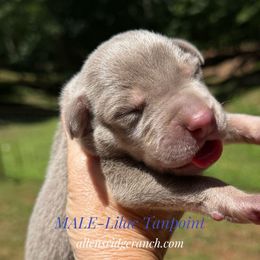 Black Collar Lilac (AKC silver) Dane Boy - Silver male Great Dane puppy in Greenville, South Carolina from Allen’s Ridge Ranch
