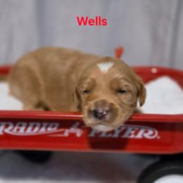 Wells - Apricot male Goldendoodle puppy in Summerville, South Carolina from Channys Doodles