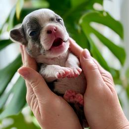 Peach girl - Blue female French Bulldog puppy in Jefferson City, Missouri from Central Frenchie Haven