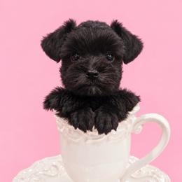 Luna - Black female Miniature Schnauzer puppy in Lumberton, Texas from Smart Choice Miniature Schnauzers