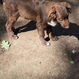 Bug - Red & white male Australian Shepherd puppy in Three Rivers, Michigan from Mitten Australian Shepherds