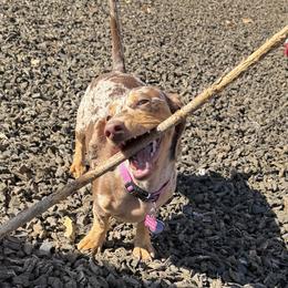 Dachshunds from 208Weenies