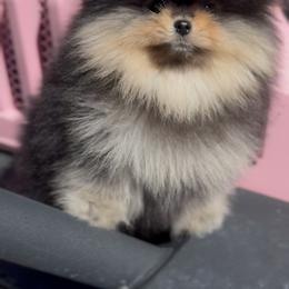 Maltipoo and Pomeranian Puppies from The Queens Doggies