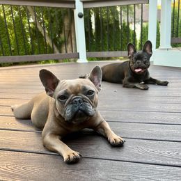 French Bulldogs from Facet 58 French Bulldogs