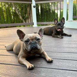 French Bulldogs from Facet 58 French Bulldogs