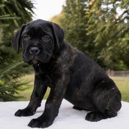 Lola - Black brindle female Cane Corso puppy in Seattle, Washington from Grande Kennels