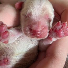 Baby boy teal heart 4250 - Cream male Dachshund puppy in Lexington, Oklahoma from Long Doggy Acres Miniature Dachshunds