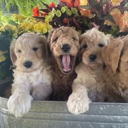 Goldendoodle Puppies from Perry Farm Doodles