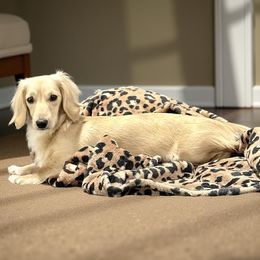 Charlotte - Dachshund