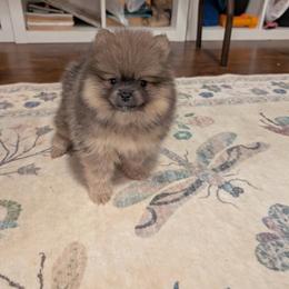 Memmy - Orange sable female Pomeranian puppy in Danielsville, Georgia from PassionatePomPoms