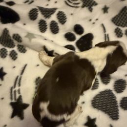 Olympus - Liver and white male English Springer Spaniel puppy in Huntingdon, Pennsylvania from Indian Creek Springers and Doxies