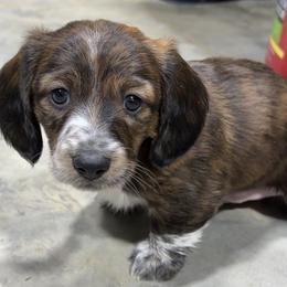 Theo - Piebald male Dachshund puppy in Jordan, Arkansas from Lakeshore Dachshunds