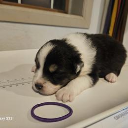 Girl 4 - female Australian Shepherd puppy in Wauneta, Nebraska from 4H Aussies