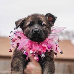 German Shepherd Puppies from Jaxinhaus German Shepherds