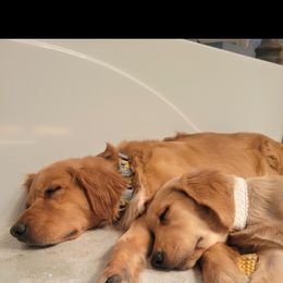 Golden Retriever Puppies from Country Road Golden Retrievers