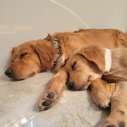 Golden Retriever Puppies from Country Road Golden Retrievers