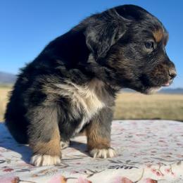 Ruffian - Black tri female Miniature Australian Shepherd puppy in Beaver, Utah from Renegade Point Stock Dogs