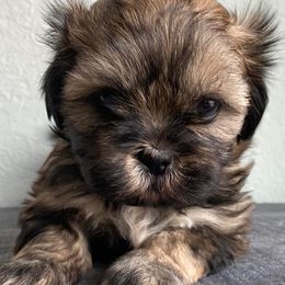 Shih Tzus from South Central Shih Tzus