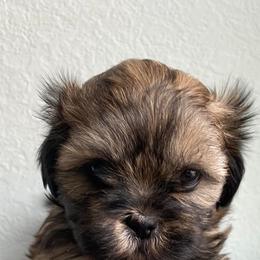 Shih Tzus from South Central Shih Tzus