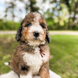 Dutton - Merle male Bernedoodle puppy in Amery, Wisconsin from Cornerstone Kennels