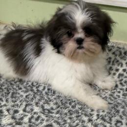 Teena - Tricolor female Shih Tzu puppy in Stafford, Virginia from Bayview Pups