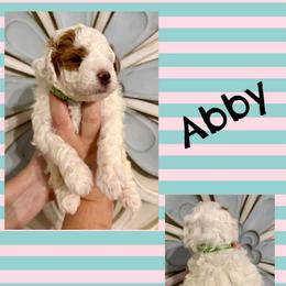 Abby - Parti female Goldendoodle puppy in Chattanooga, Tennessee from Scenic City Doodles